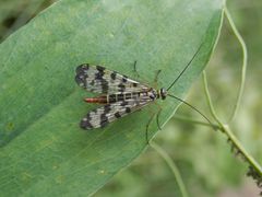 Gemeine Skorpionsfliege (Panorpa communis) - Weibchen