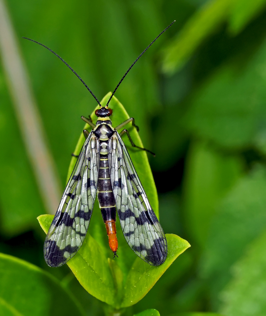 Gemeine Skorpionsfliege (Panorpa communis), Weibchen