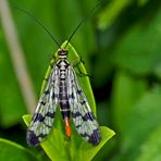 Gemeine Skorpionsfliege (Panorpa communis), Weibchen