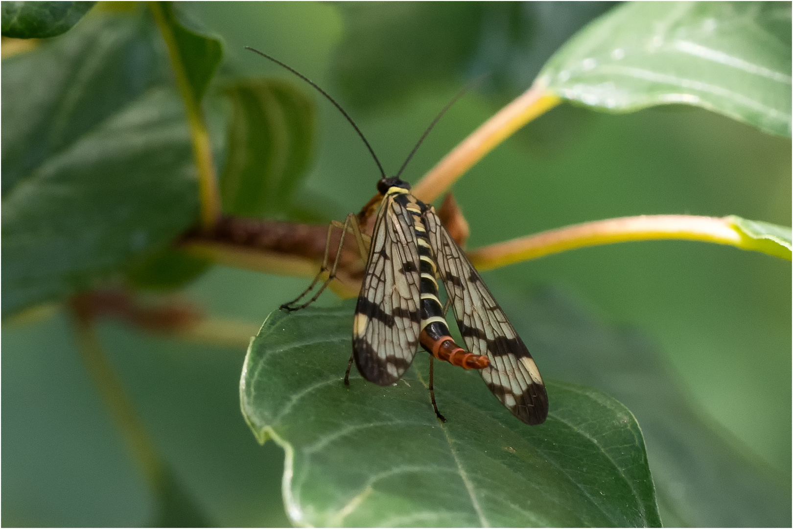 Gemeine Skorpionsfliege - Panorpa communis -, weibl.  .....