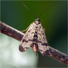 Gemeine Skorpionsfliege (Panorpa communis), weibl. 