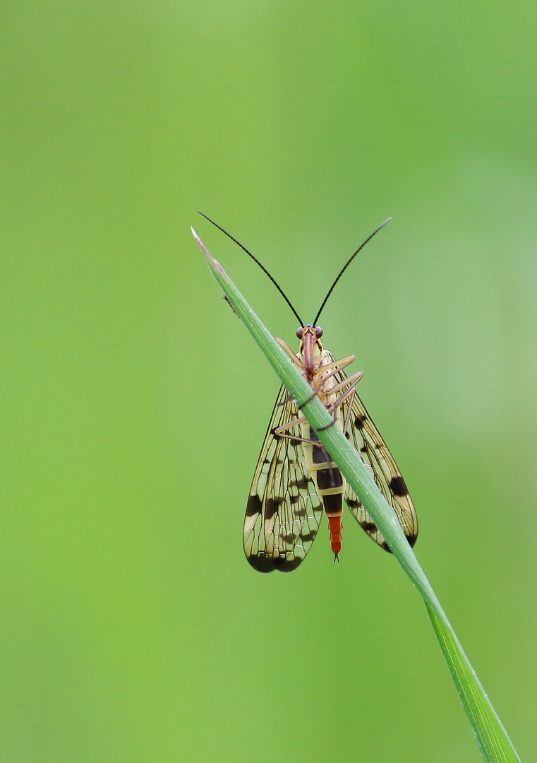 Gemeine Skorpionsfliege (Panorpa communis) weiblich