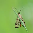 Gemeine Skorpionsfliege (Panorpa communis) weiblich