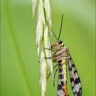 gemeine skorpionsfliege ( panorpa communis ) weiblich