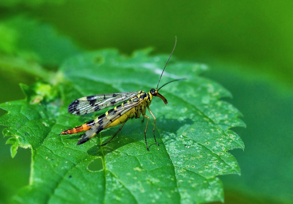 Gemeine Skorpionsfliege (Panorpa communis)2