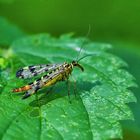 Gemeine Skorpionsfliege (Panorpa communis)2