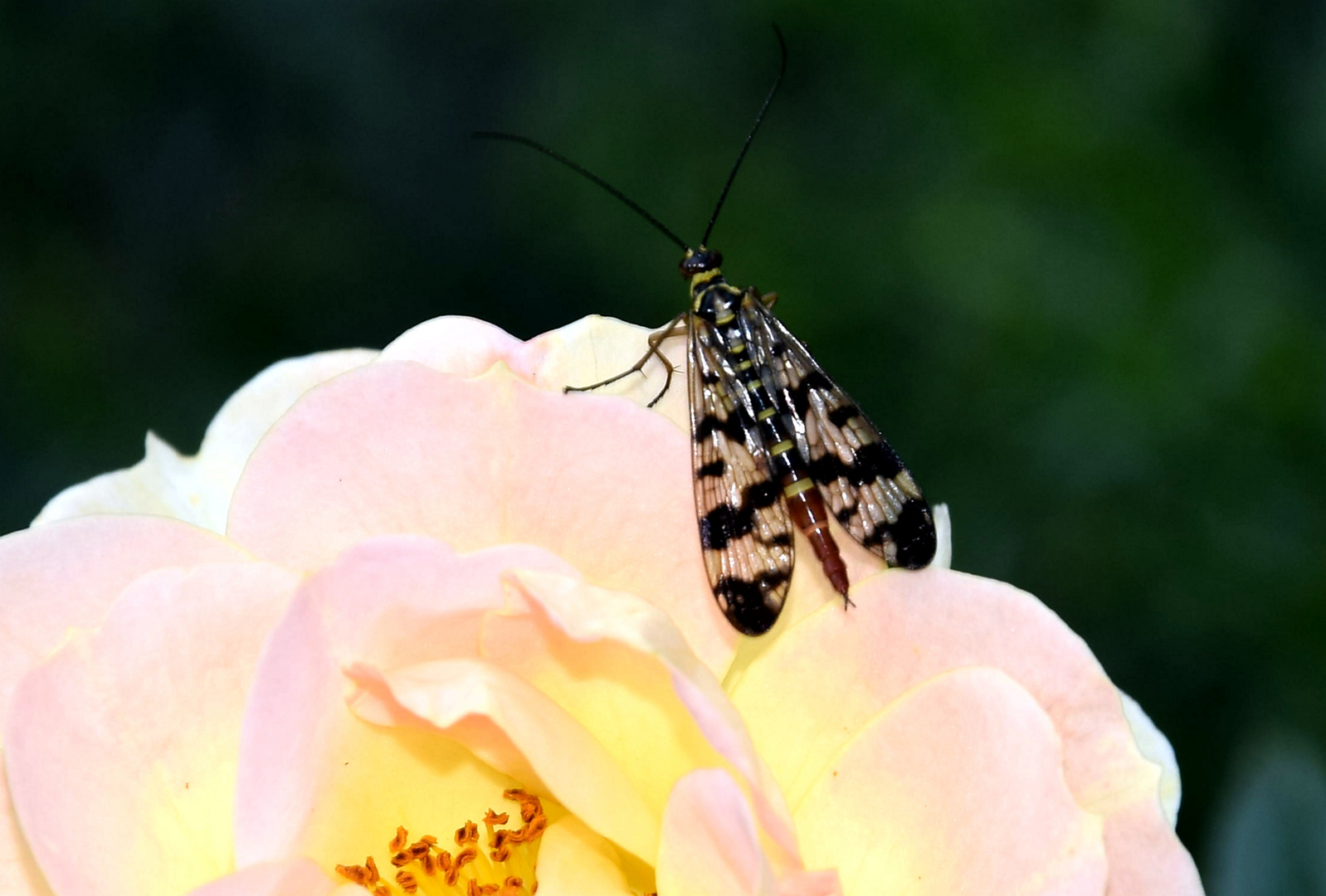 GEMEINE SKORPIONSFLIEGE (Parnopa communis)