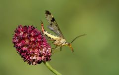 gemeine skorpionsfliege w.