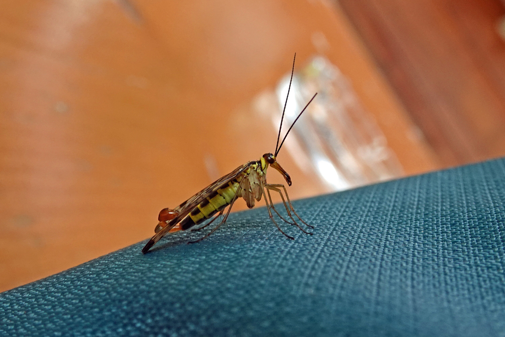 Gemeine Skorpionsfliege  (Weibchen)