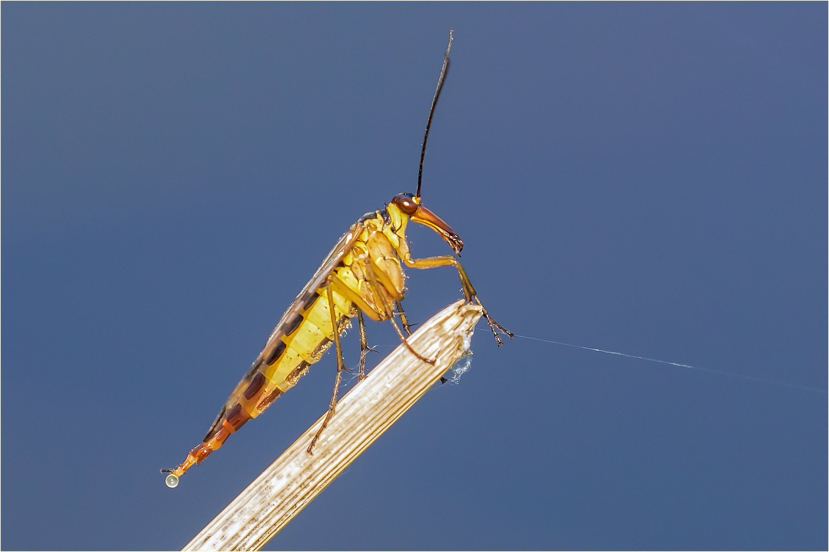 gemeine Skorpionsfliege weibl. bei der Eiablage oder beim Pupen ??