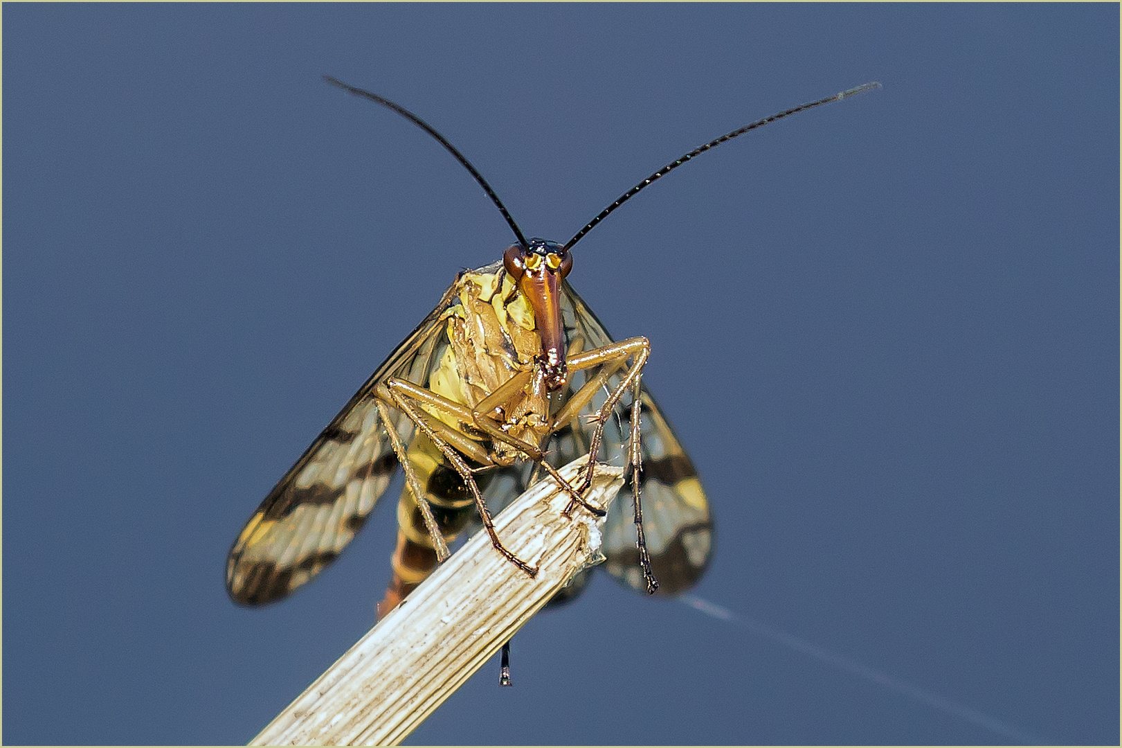 gemeine Skorpionsfliege weibl.