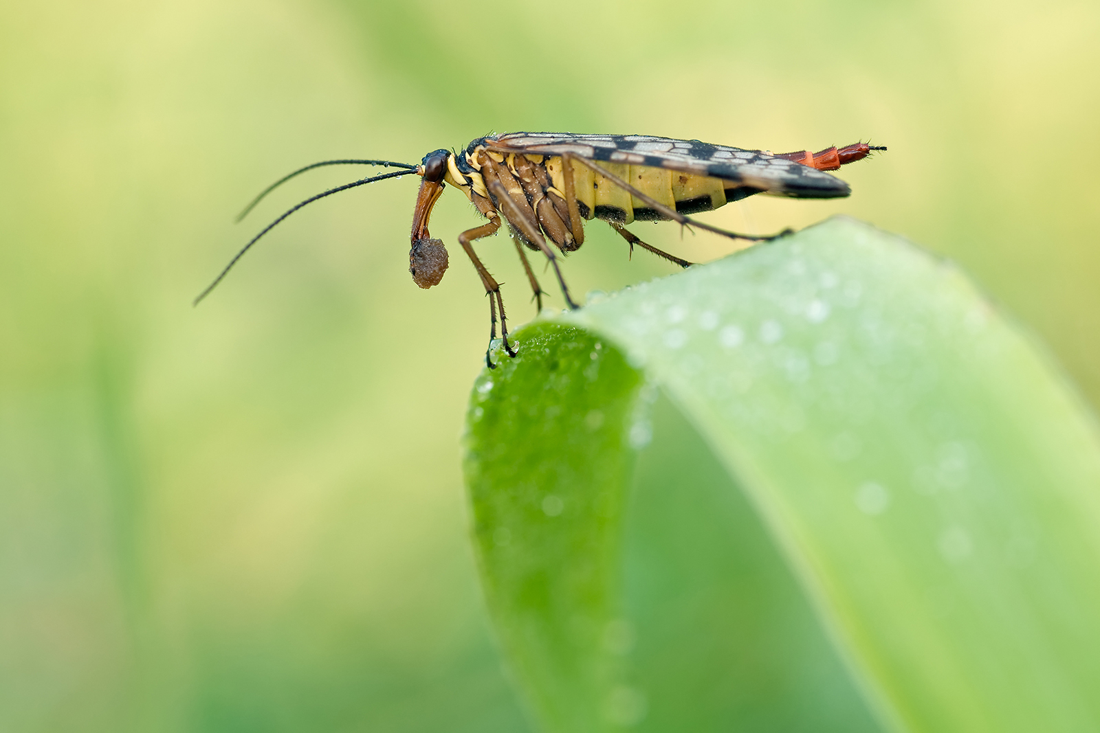 Gemeine Skorpionsfliege, weiblich