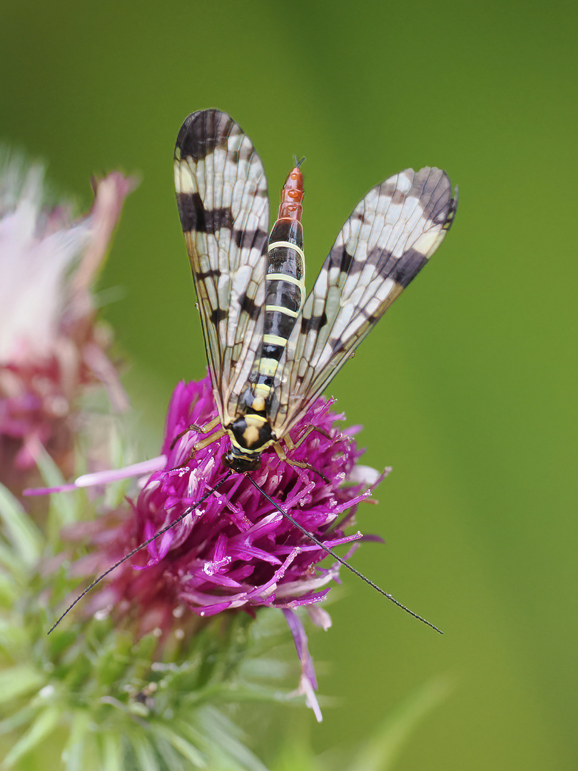 Gemeine Skorpionsfliege weiblich