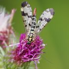 Gemeine Skorpionsfliege weiblich