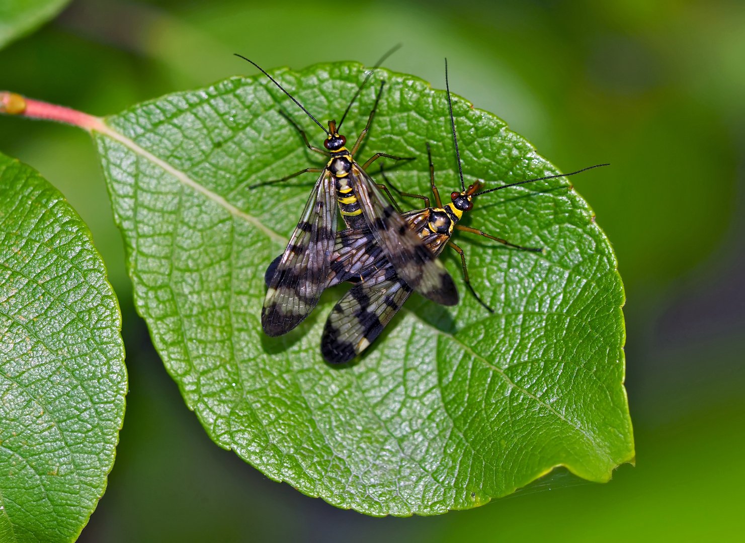 Gemeine Skorpionsfliegen (Panorpa communis) - Mouches scorpion. 