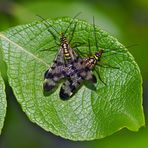 Gemeine Skorpionsfliegen (Panorpa communis) - Mouches scorpion. 