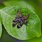 Gemeine Skorpionsfliegen (Panorpa communis) - Mouches scorpion. 
