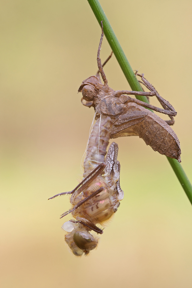 Gemeine Smaragdlibelle (Cordulia aenea)