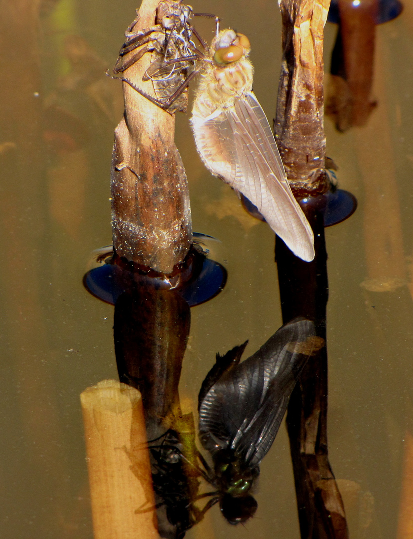 Gemeine Smaragdlibelle (Cordulia aenea) oder Falkenlibelle, im besonderen Blickwinkel...