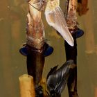 Gemeine Smaragdlibelle (Cordulia aenea) oder Falkenlibelle, im besonderen Blickwinkel...