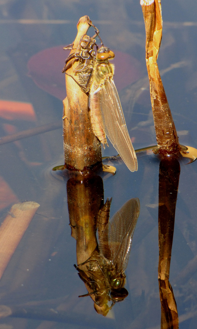 Gemeine Smaragdlibelle (Cordulia aenea) oder Falkenlibelle, Schlupfmoment mit Spiegelung