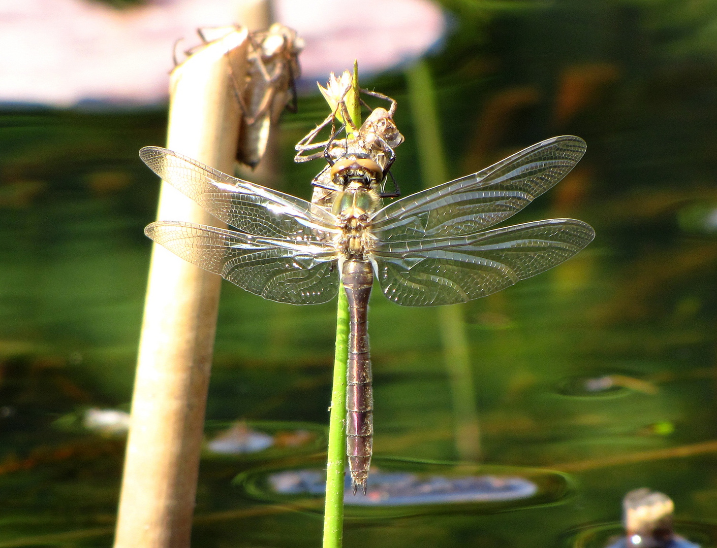 Gemeine Smaragdlibelle (Cordulia aenea) oder Falkenlibelle, Schlupfmomente