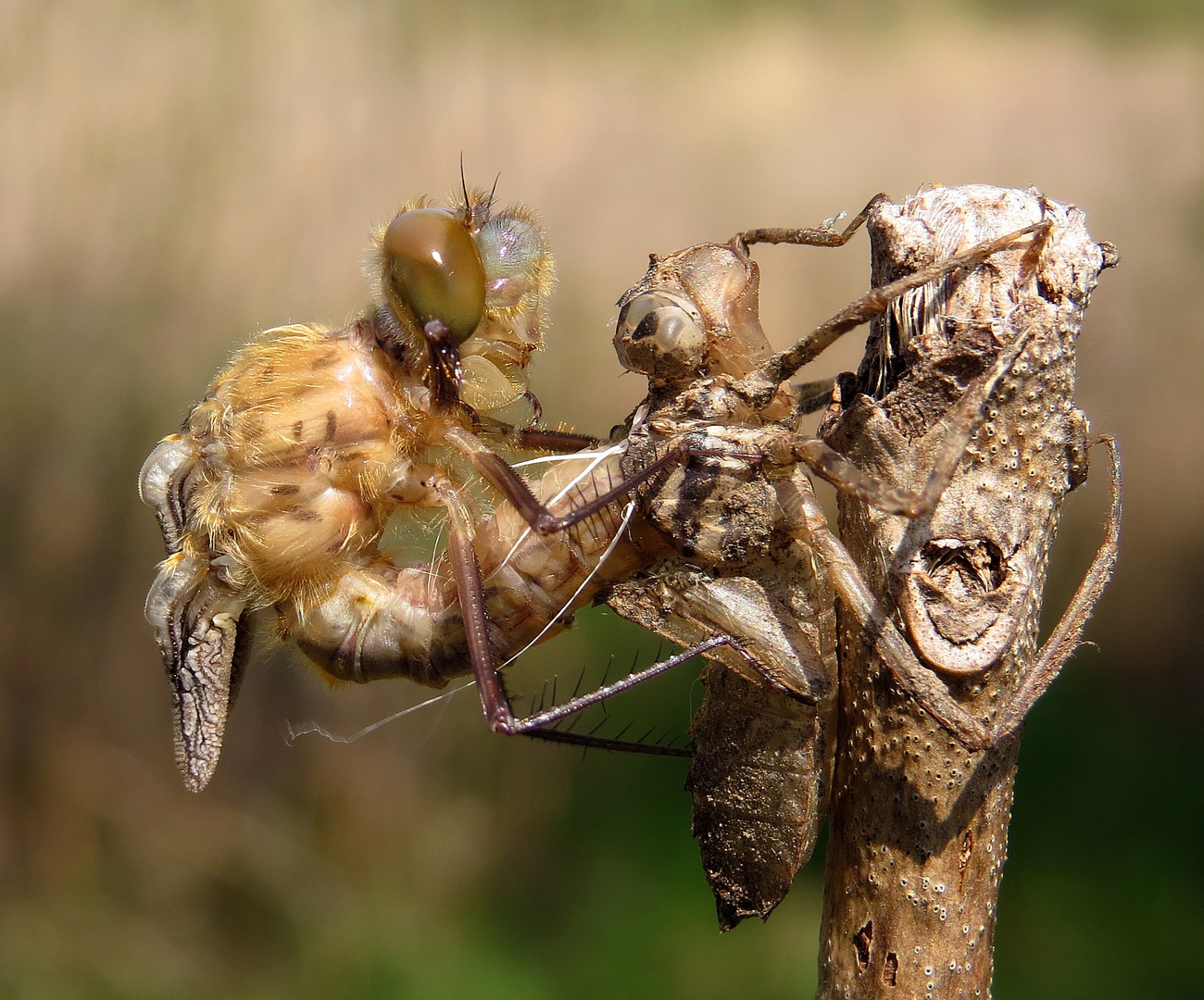 Gemeine Smaragdlibelle (Cordulia aenea) oder Falkenlibelle, Schlupfmomente