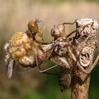 Gemeine Smaragdlibelle (Cordulia aenea) oder Falkenlibelle, Schlupfmomente