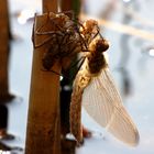 Gemeine Smaragdlibelle (Cordulia aenea) oder Falkenlibelle, Schlupfmomente