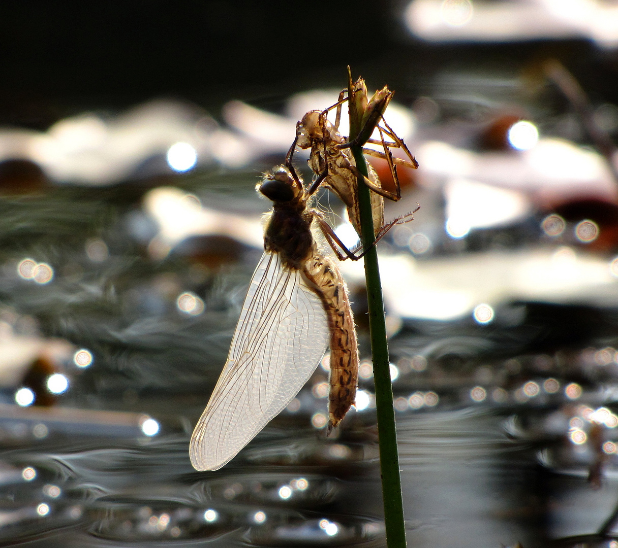 Gemeine Smaragdlibelle (Cordulia aenea) oder Falkenlibelle, Schlupfmomente im Gegenlicht