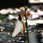 Gemeine Smaragdlibelle (Cordulia aenea) oder Falkenlibelle, Schlupfmomente im Gegenlicht