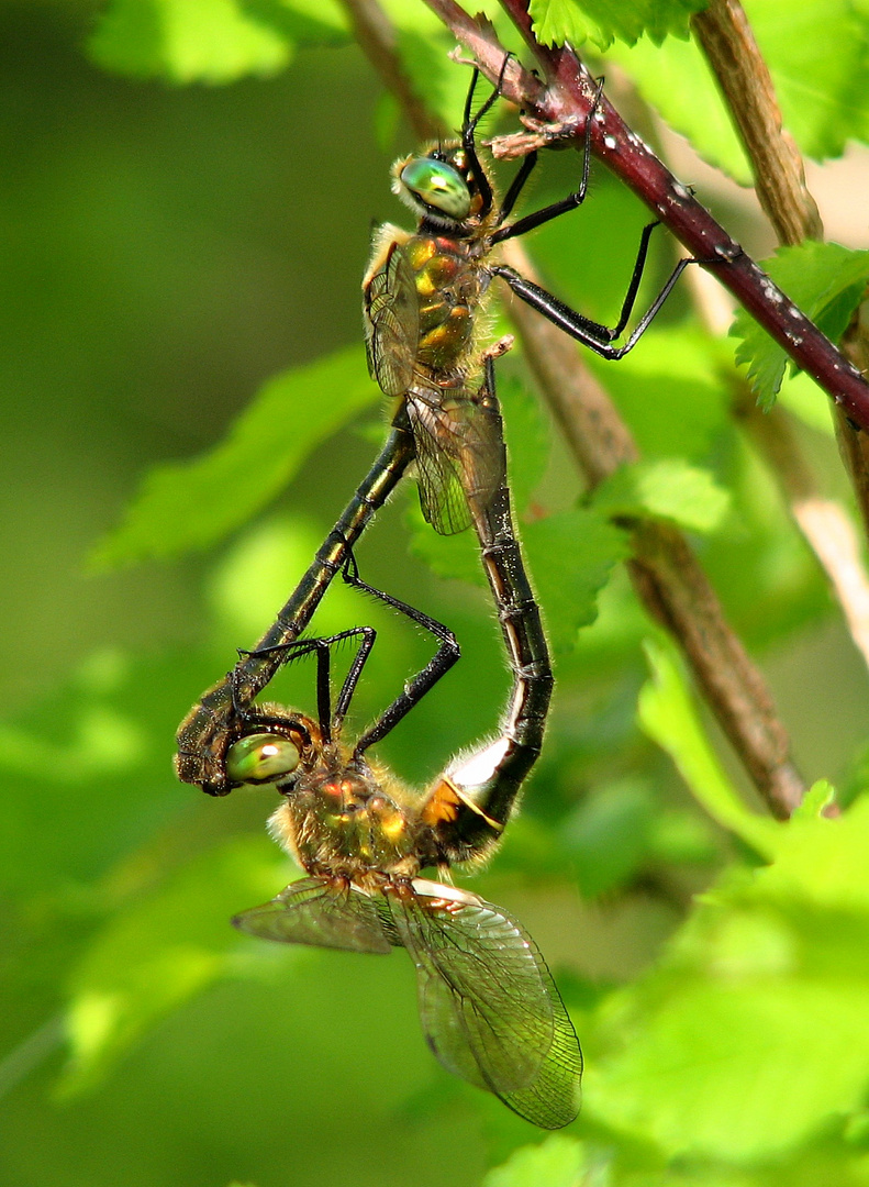 Gemeine Smaragdlibelle (Cordulia aenea), Paarungsrad