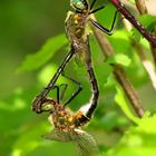 Gemeine Smaragdlibelle (Cordulia aenea), Paarungsrad