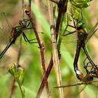 Gemeine Smaragdlibelle (Cordulia aenea), Paarungsrad in Gesellschaft (1)