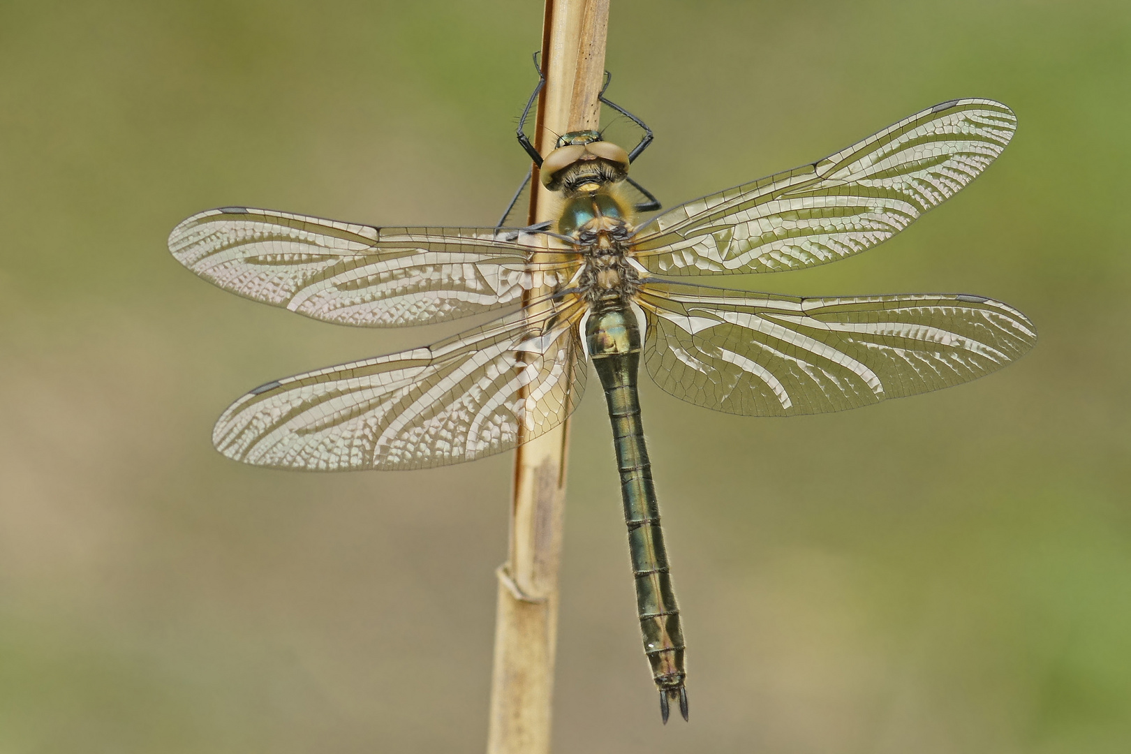 Gemeine Smaragdlibelle (Cordulia aenea), Weibchen