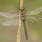 Gemeine Smaragdlibelle (Cordulia aenea), Weibchen