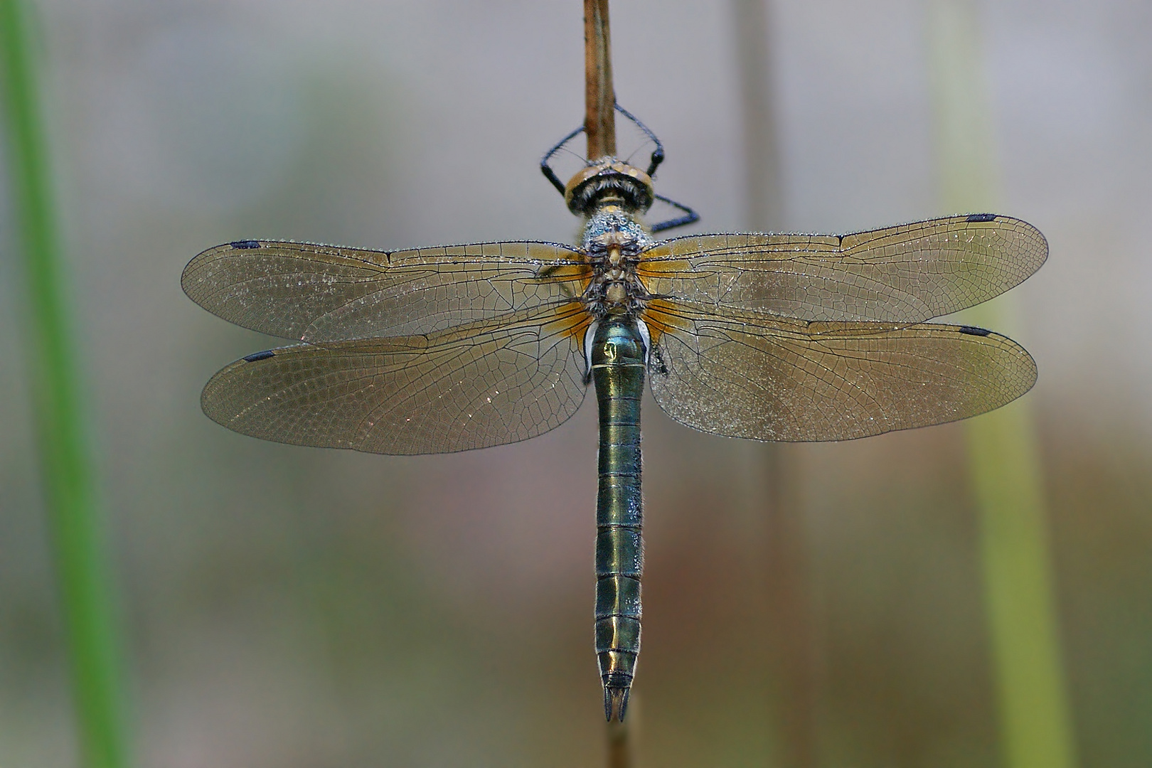 Gemeine Smaragdlibelle (Cordulia aenea), Weibchen