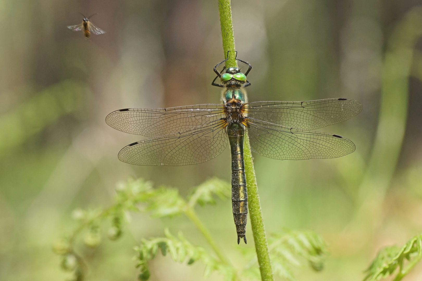 Gemeine Smaragdlibelle (Cordulia aenea), Weibchen