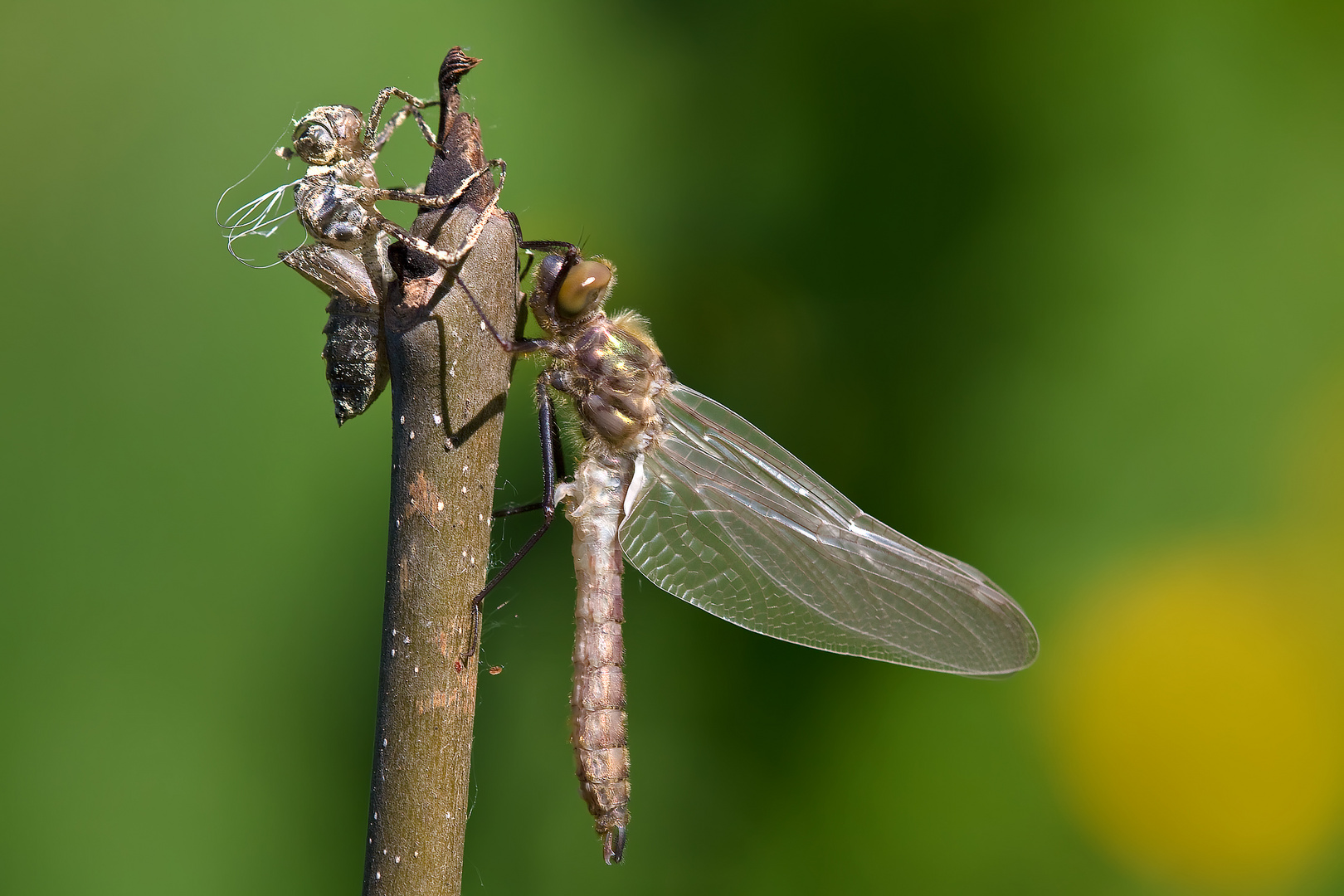 Gemeine Smaragdlibelle (Falkenlibelle) 1/11