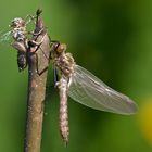 Gemeine Smaragdlibelle (Falkenlibelle) 1/11