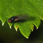 Gemeine Smaragdschwebfliege