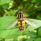 Gemeine Sonnenschwebfliege