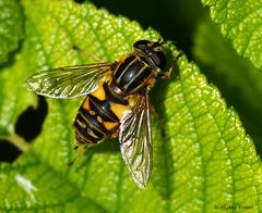 Gemeine Sonnenschwebfliege