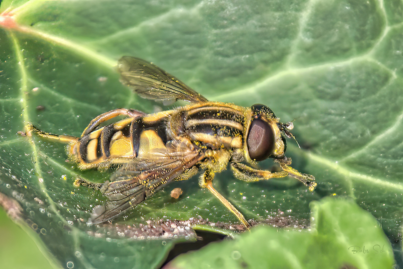 Gemeine Sonnenschwebfliege