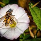 "GEMEINE SONNENSCHWEBFLIEGE"