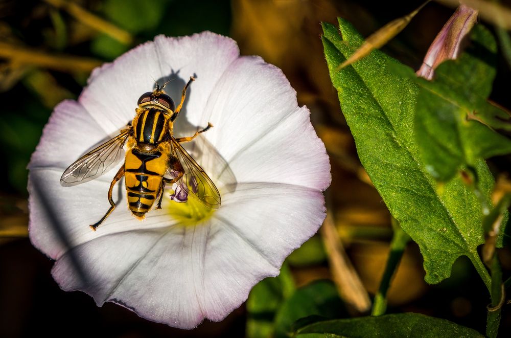 "GEMEINE SONNENSCHWEBFLIEGE"