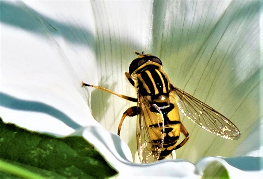 Gemeine Sonnenschwebfliege