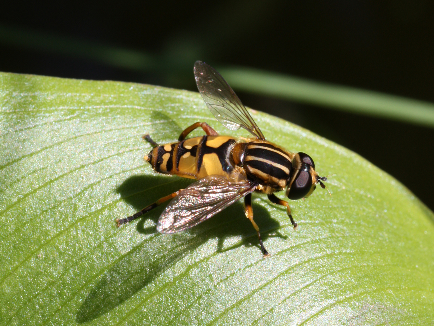 Gemeine Sonnenschwebfliege (Helophilus pendulus)