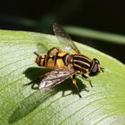 Gemeine Sonnenschwebfliege (Helophilus pendulus)