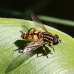 Gemeine Sonnenschwebfliege (Helophilus pendulus)